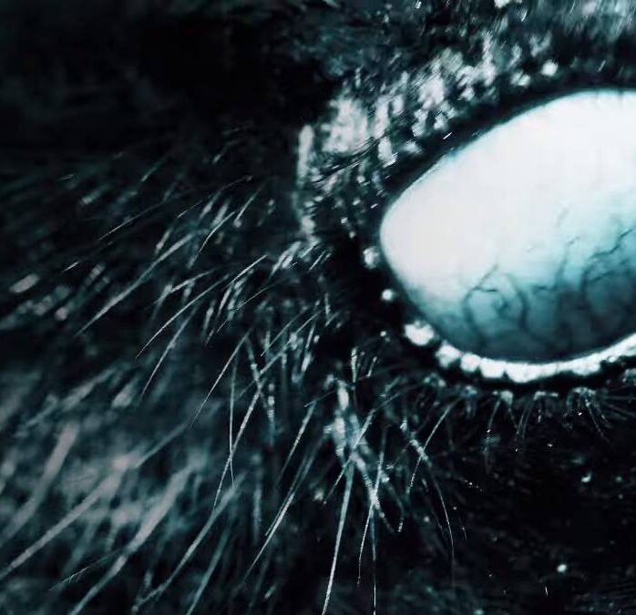 Mylène Farmer - Nevermore - Capture YouTube